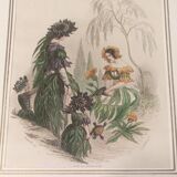 JJ Grandville Animated Flower Frame - Scabious and Marigold