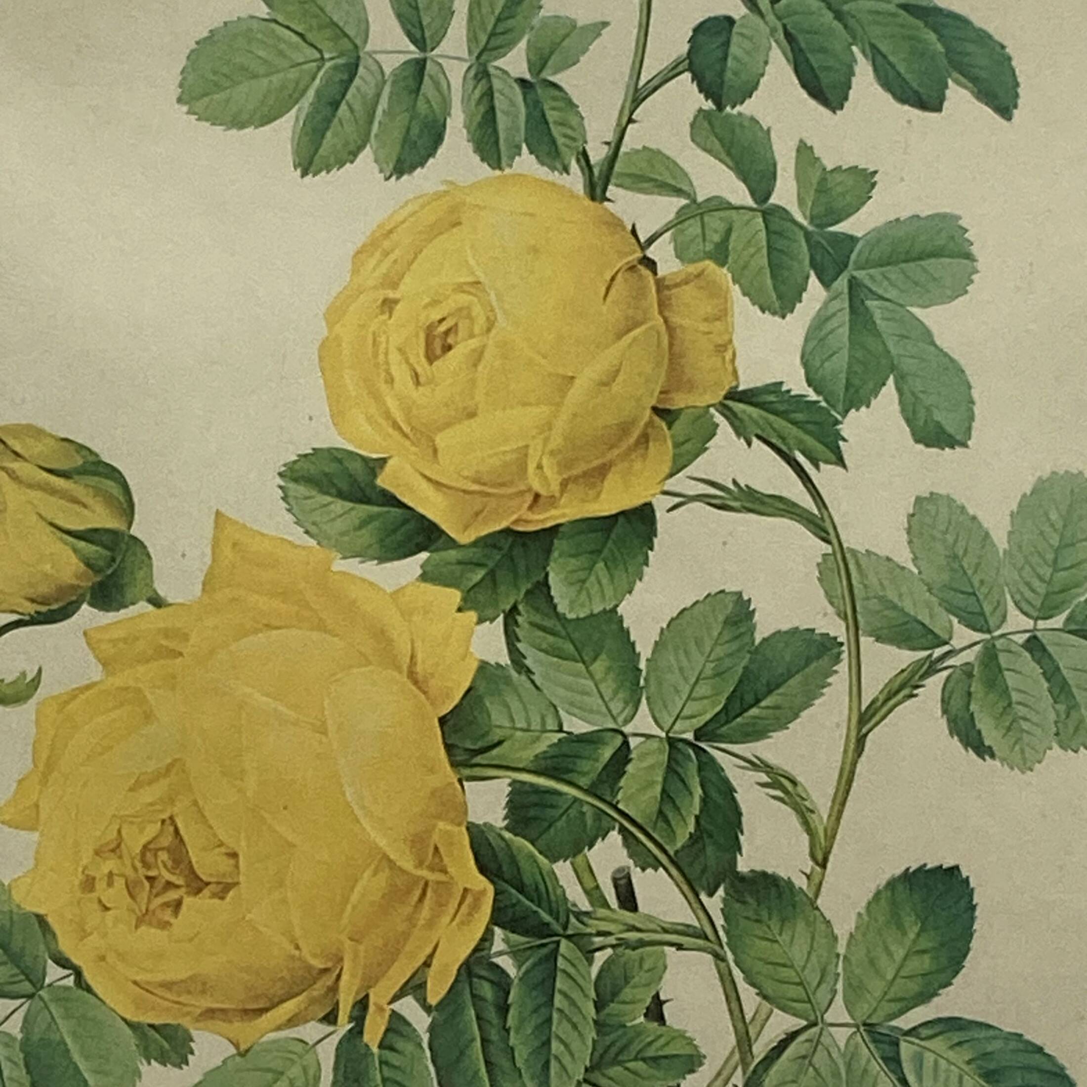 Old yellow rose lithograph framed under glass Remond printing house ACC-7059