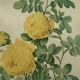 Old yellow rose lithograph framed under glass Remond printing house ACC-7059