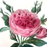 Affiche ancienne planche botanique 1854