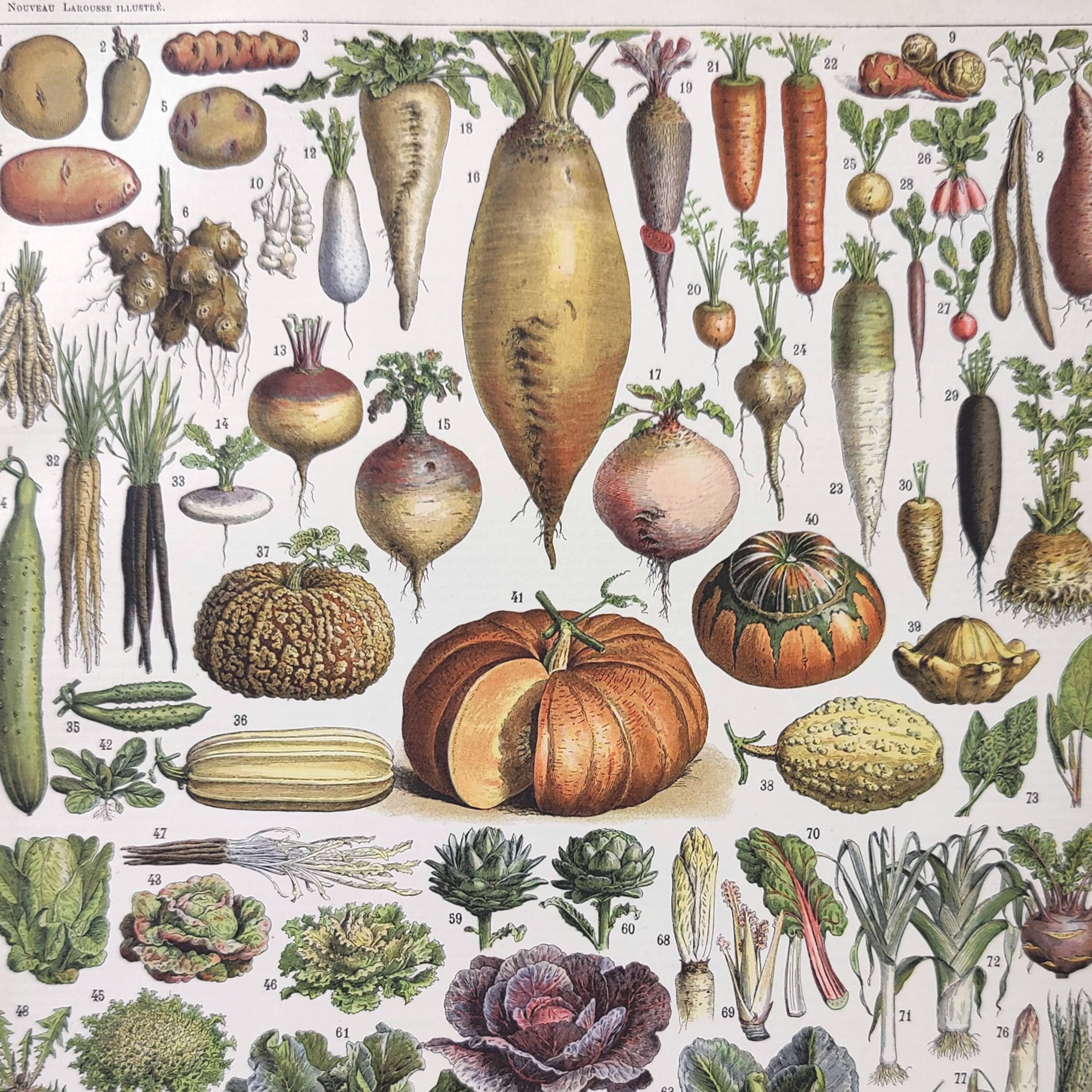 Vintage lithograph plate vegetables and plants from the vegetable garden 1900