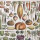 Vintage lithograph plate vegetables and plants from the vegetable garden 1900