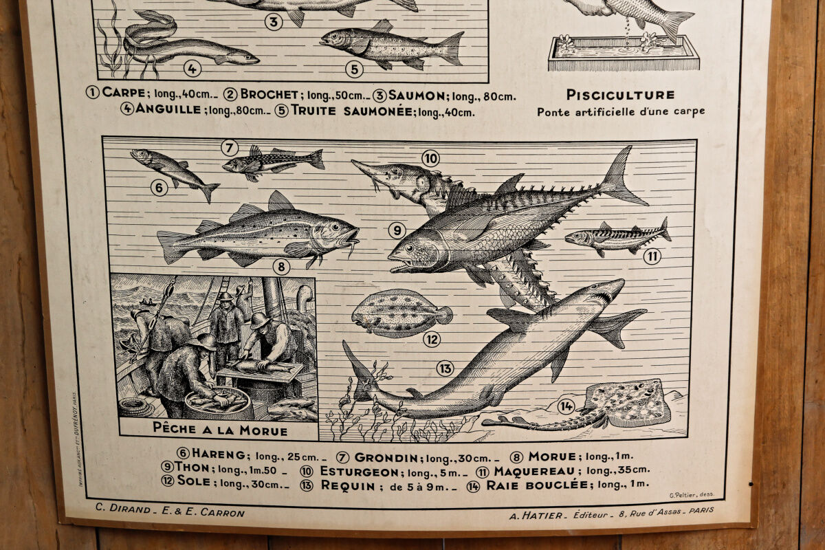 Hatier educational poster 1950