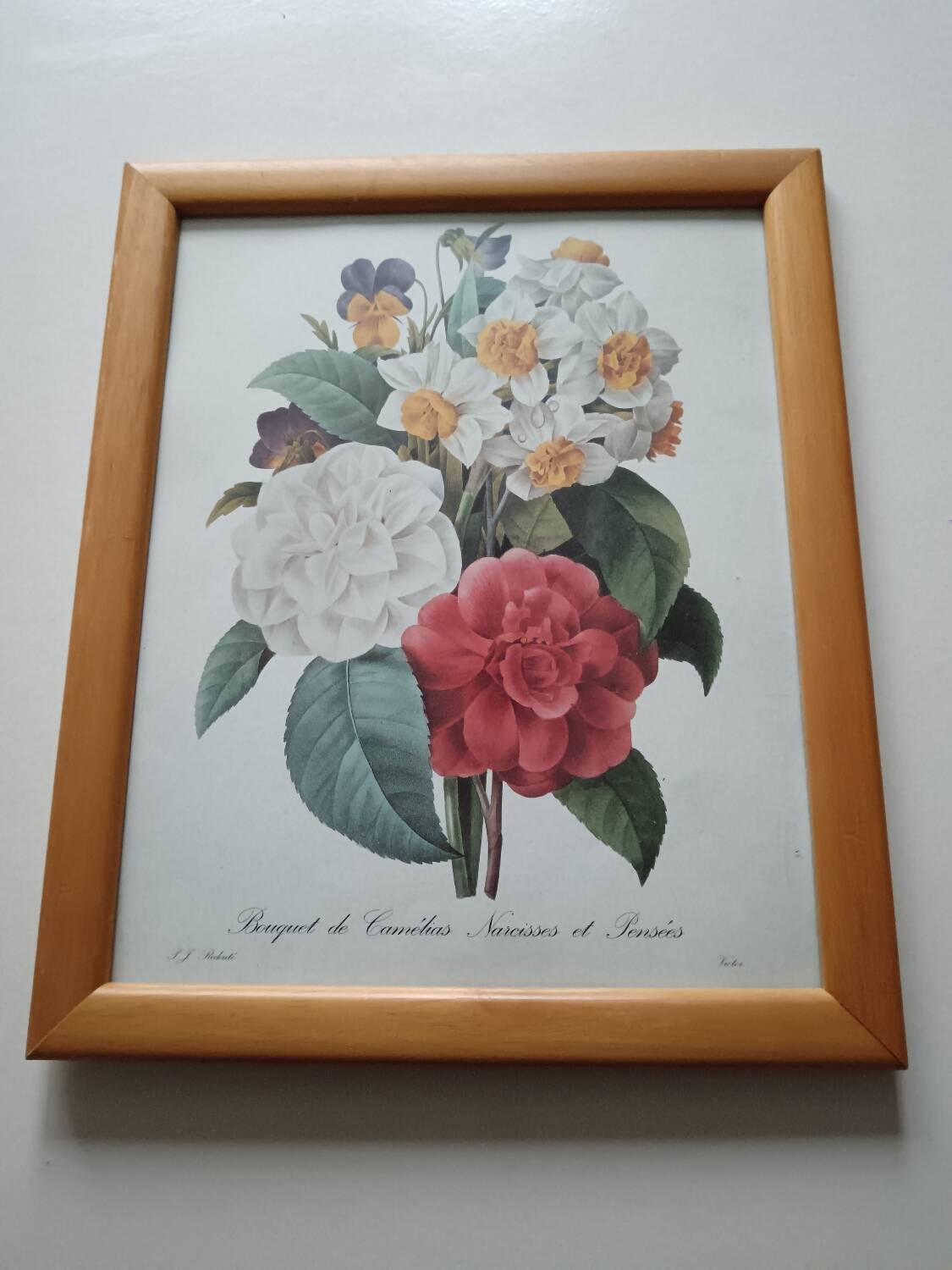 Vintage botanical illustration reboute.