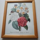 Vintage botanical illustration reboute.