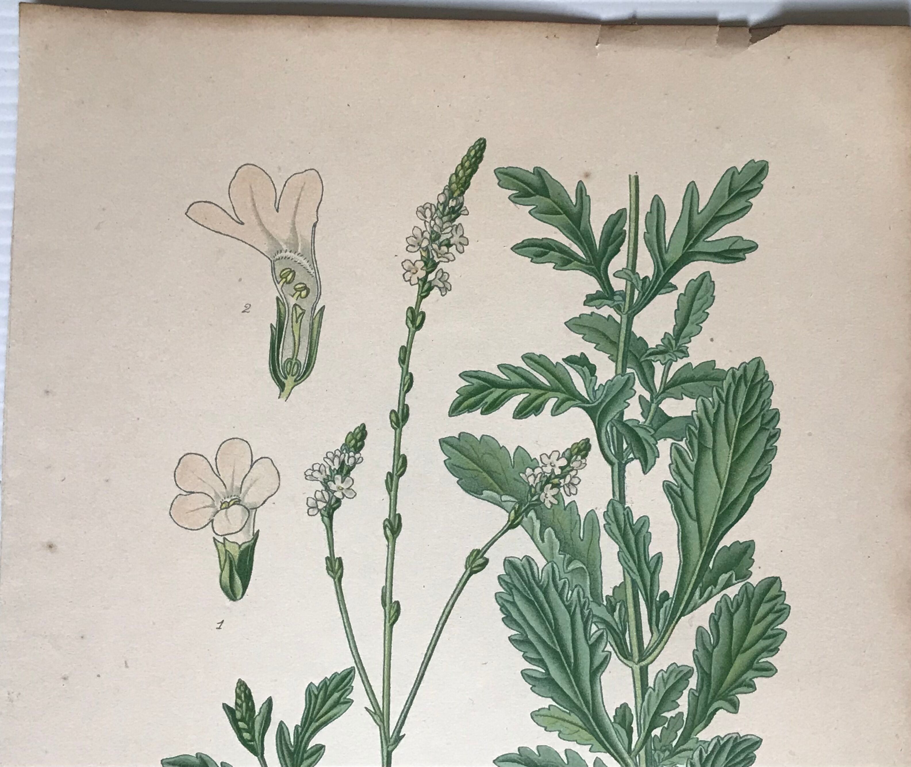 Three botanical plates xixth