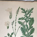 Three botanical plates xixth