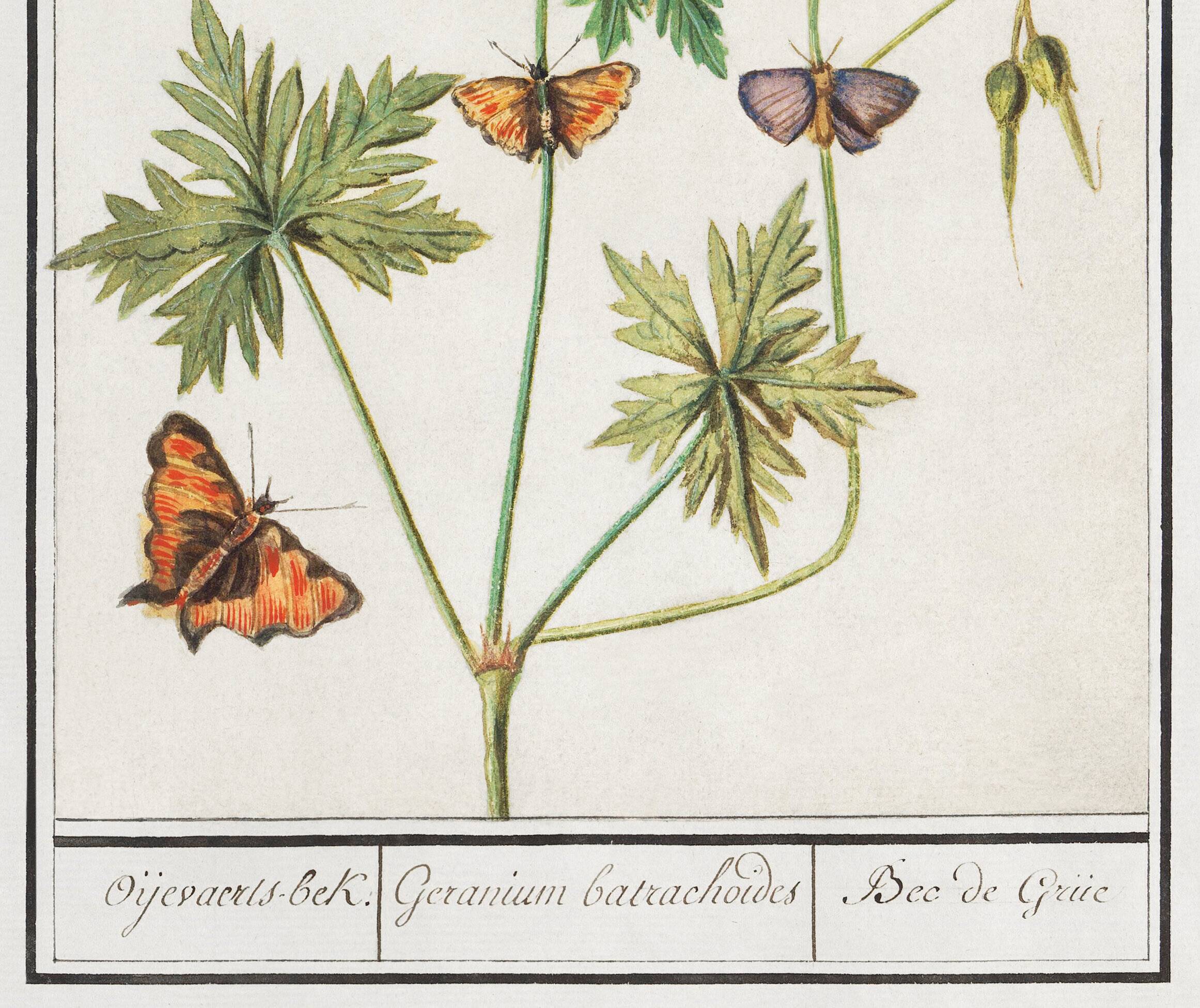 Small poster on “Geranium and butterflies”, after an old engraving