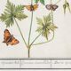 Small poster on “Geranium and butterflies”, after an old engraving