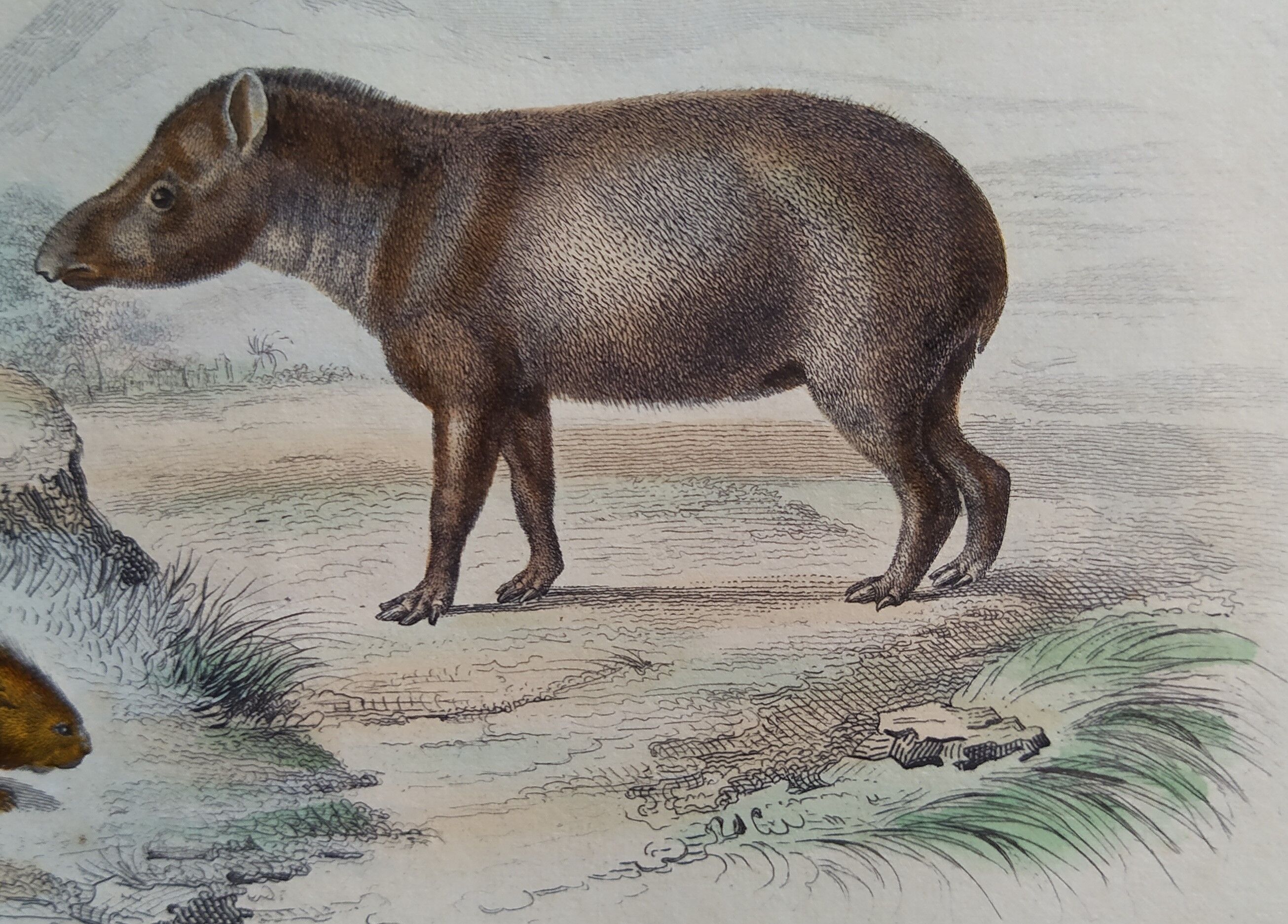 Original zoological board " Porc-Epic - Urson - Tapir " Buffon 1838