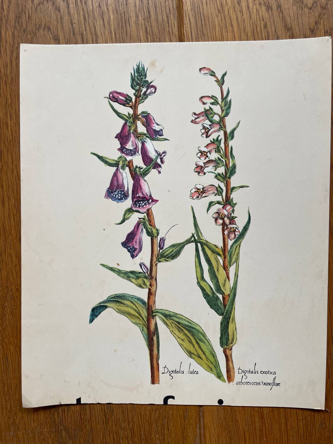 Set of 4 old plant engravings