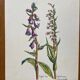 Set of 4 old plant engravings