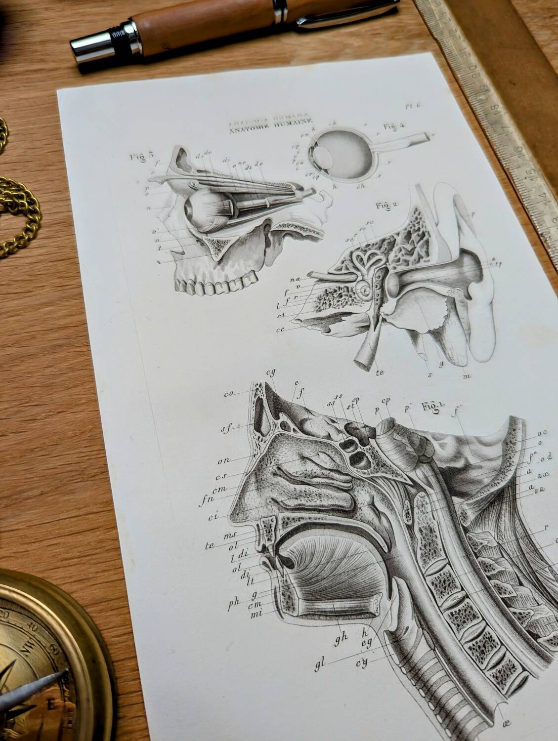 Printed in 1851, Human Anatomy, the head.
