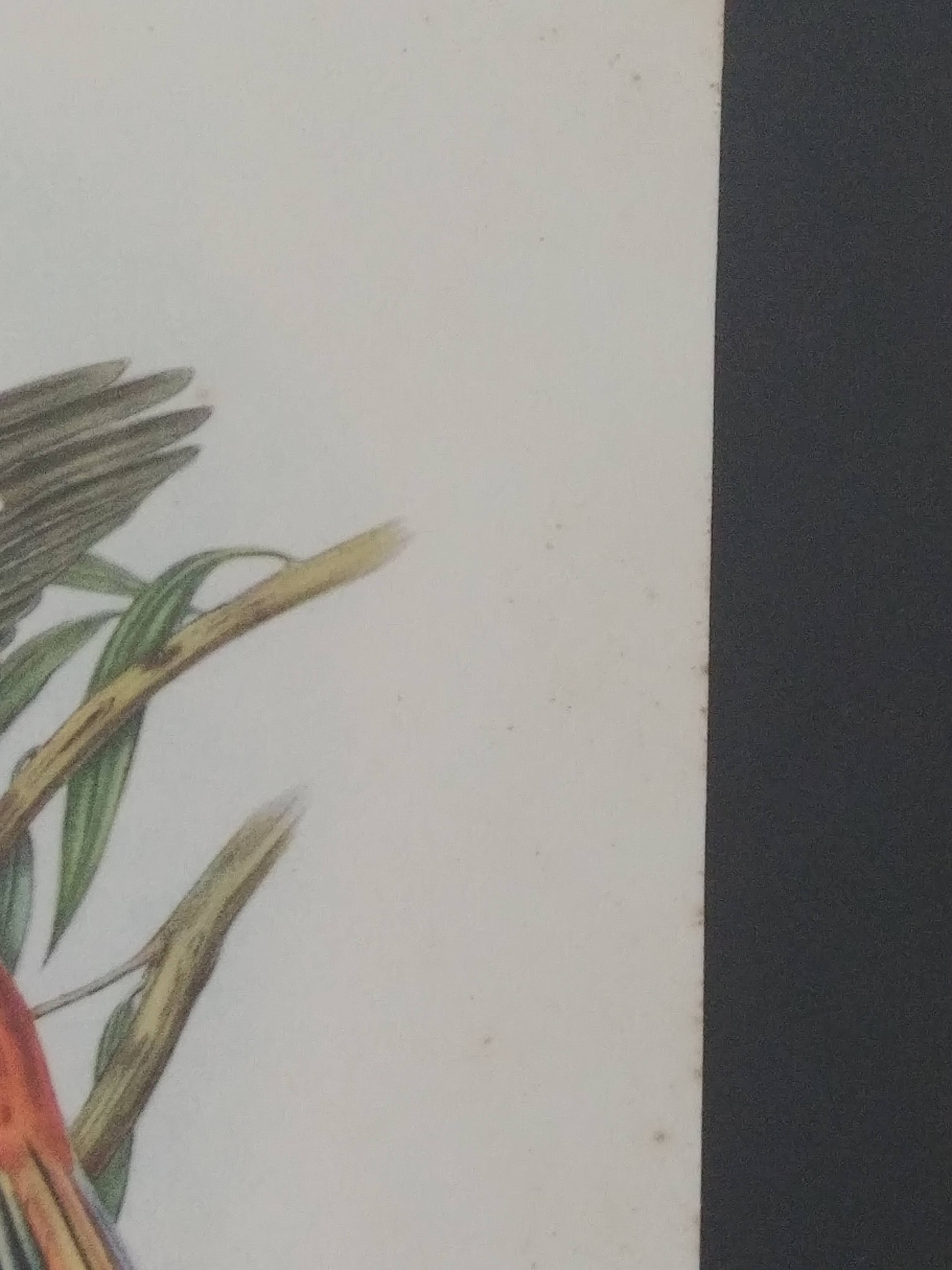 Three engravings of exotic birds