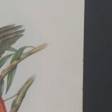 Three engravings of exotic birds