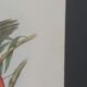 Three engravings of exotic birds