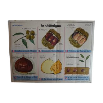 School poster on both sides of the chestnut and grapes. MDI. J. Ascombre 1960
