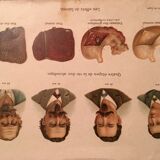 Ancient anatomical plank