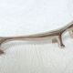 Silver metal dogs, 12 knife holders excellent condition