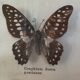 Framed butterflies