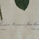 Set of 3 engravings of roses - P.J Redouté