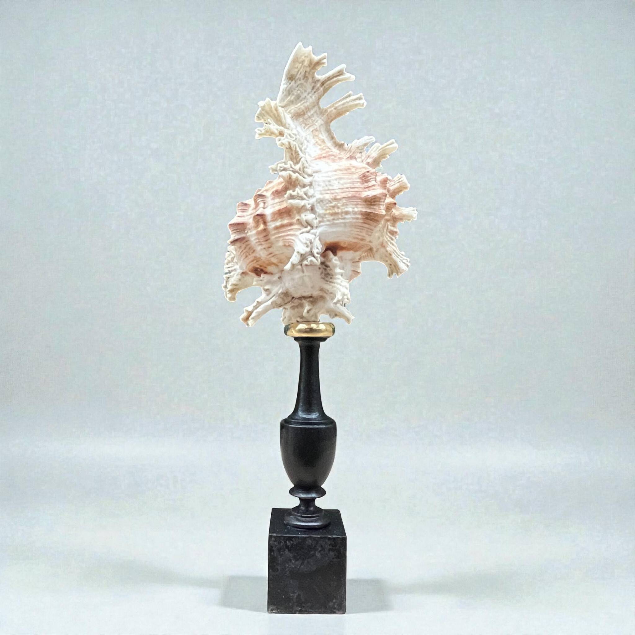 Murex shell on a turned blackened wooden base, 19th century.