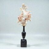 Murex shell on a turned blackened wooden base, 19th century.