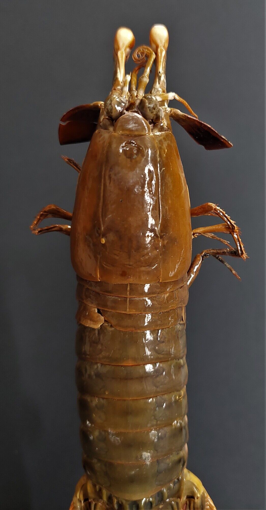 Cabinet of Curiosities haptosquilla trispinosa squille on pedestal