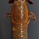 Cabinet of Curiosities haptosquilla trispinosa squille on pedestal