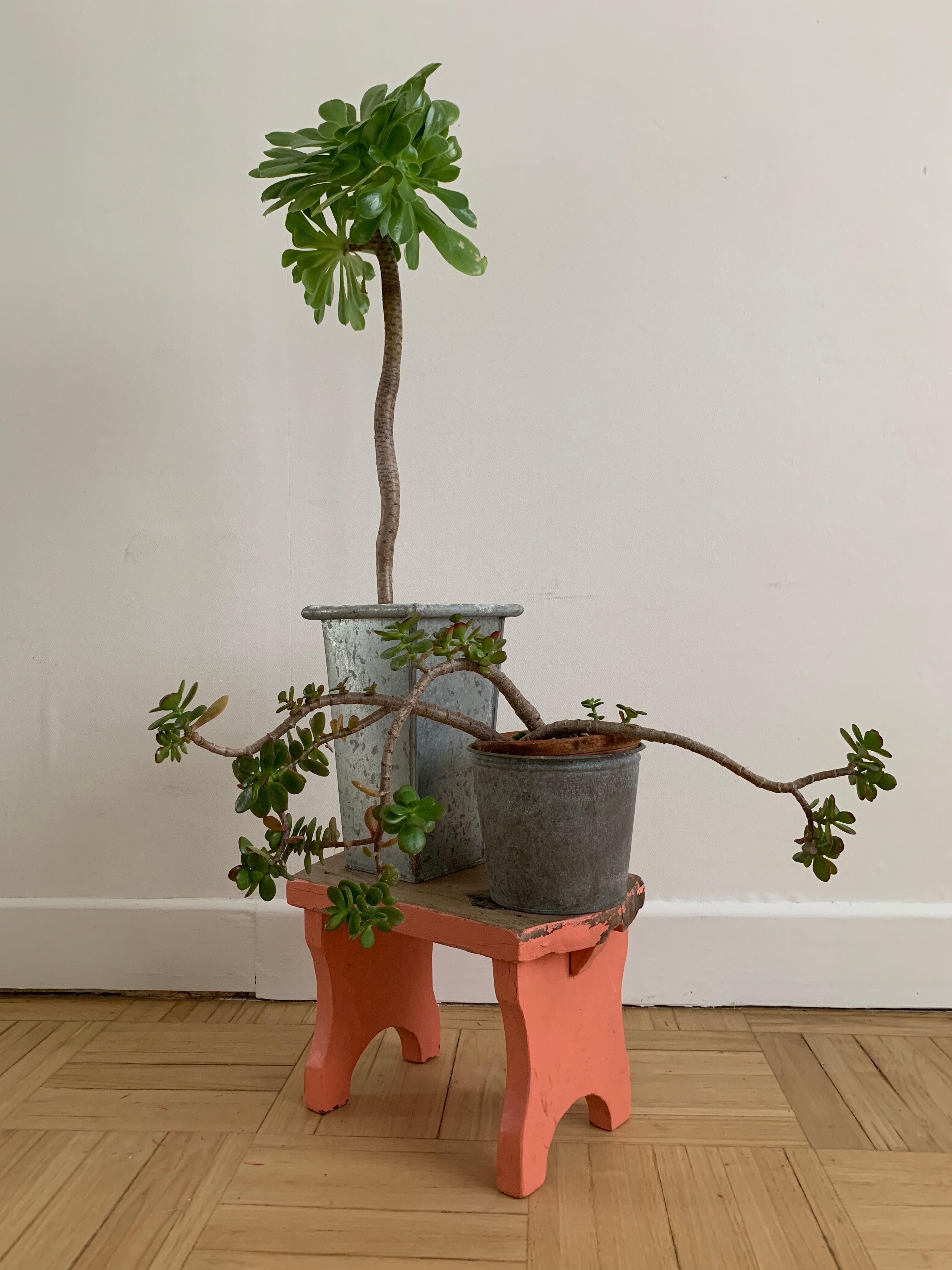 Small step foot in old wood