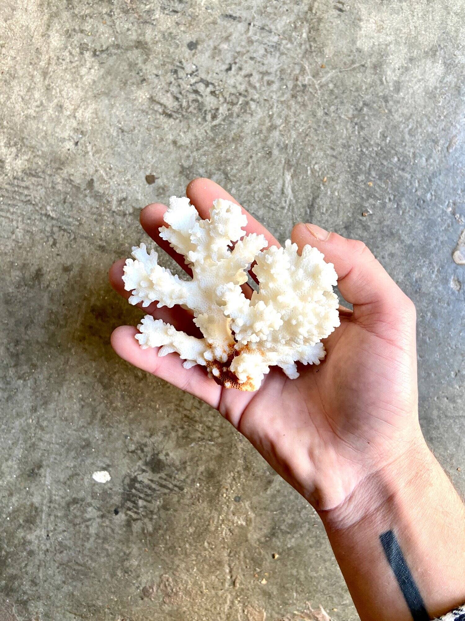 Acropora, corail blanc