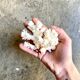 Acropora, corail blanc