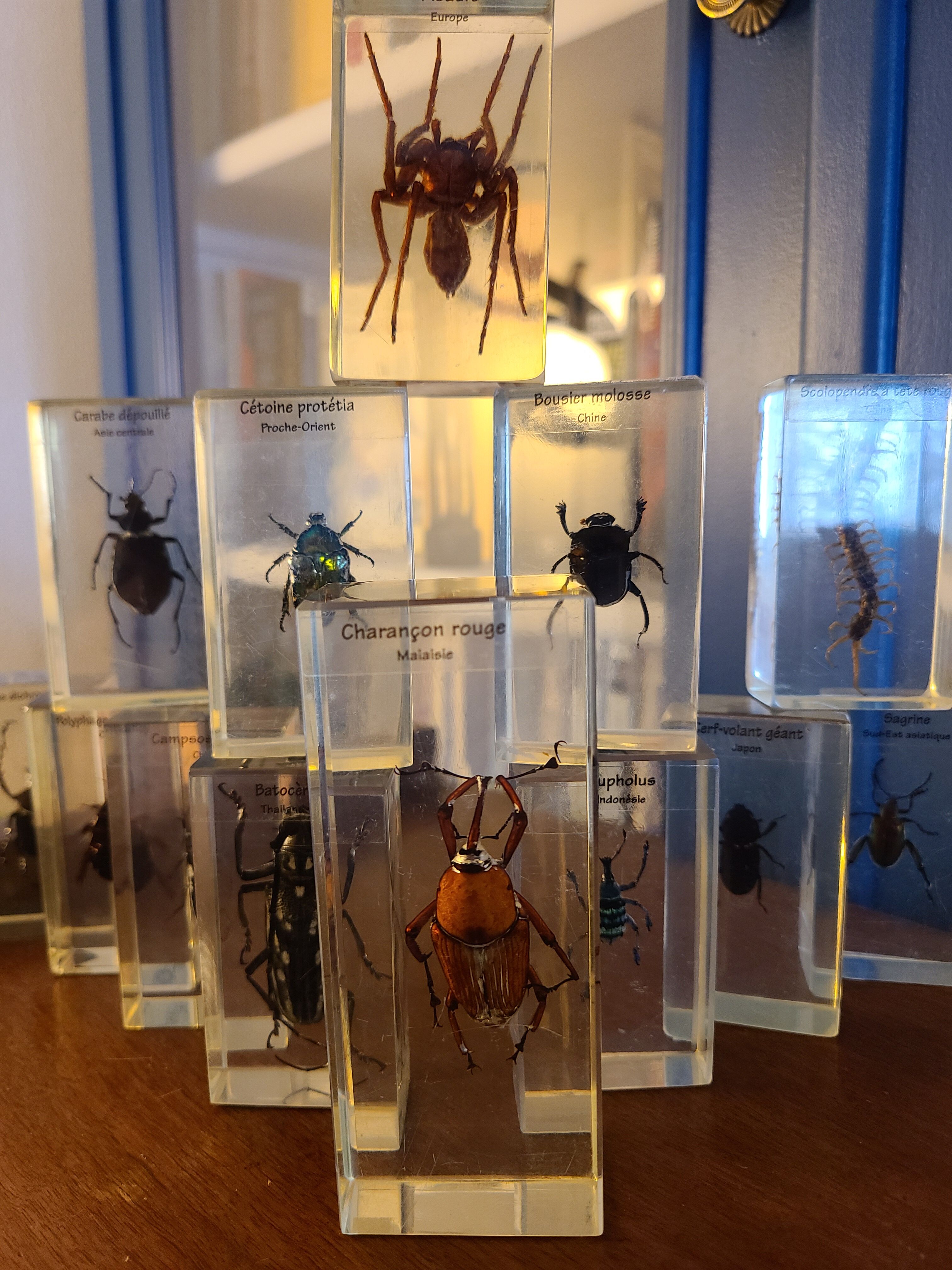 Insects under vintage resin