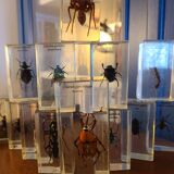 Insects under vintage resin