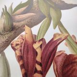 Botanical engraving from 1897 - Stanhopea Tigrina - Original plate A.Lefevre