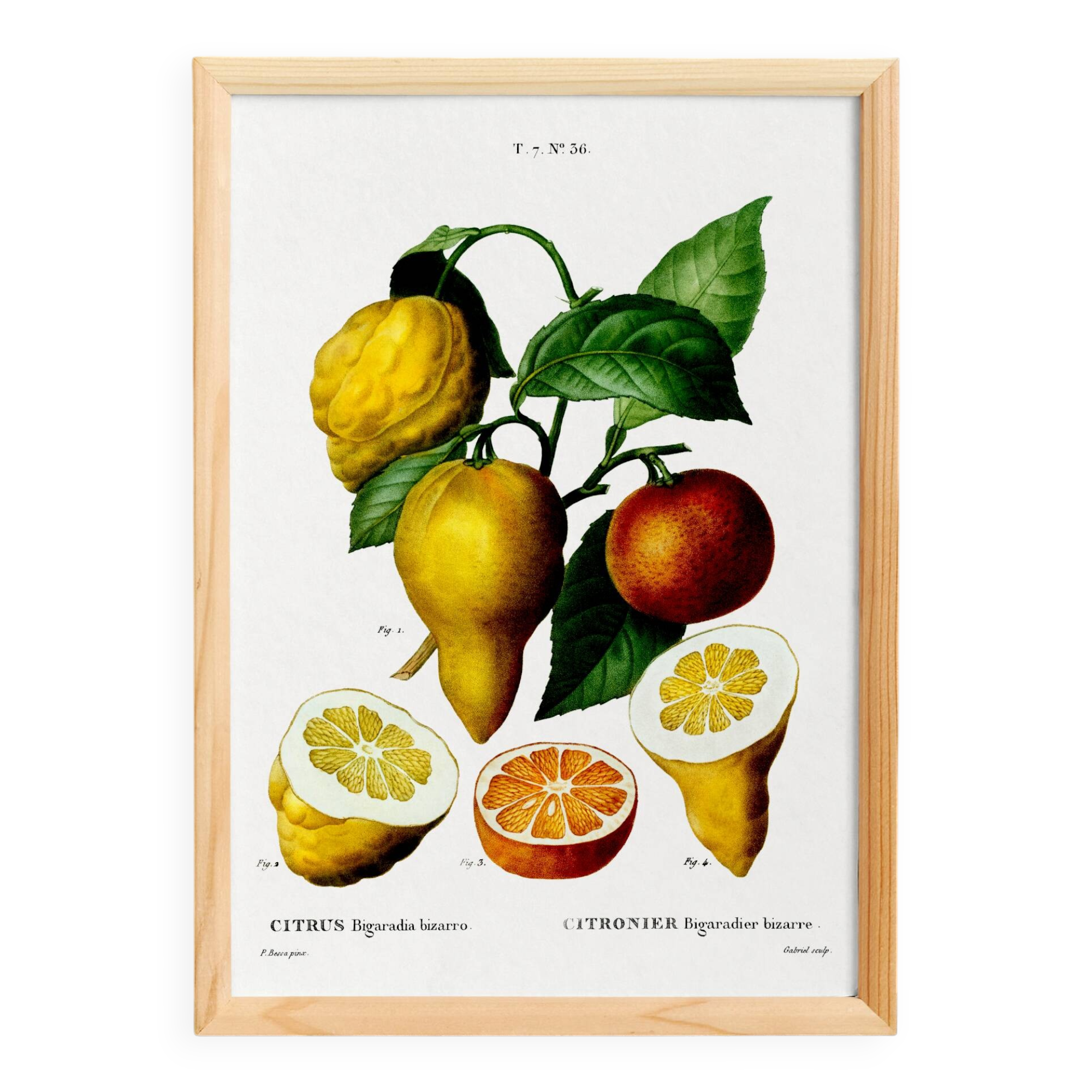 Poster about a lemon tree, based on an old engraving from 1802