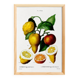 Poster about a lemon tree, based on an old engraving from 1802