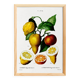 Poster about a lemon tree, based on an old engraving from 1802