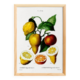 Poster about a lemon tree, based on an old engraving from 1802