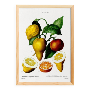 Affiche sur le citronnier, d’après une gravure ancienne de 1802