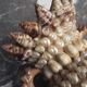 Vase terracotta shells - year 70