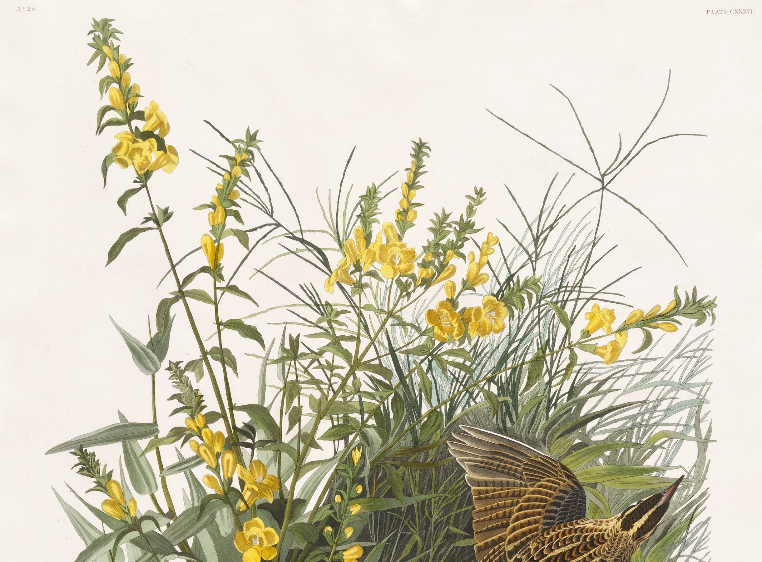 Poster about the Meadow Hypolais, based on an old engraving from 1827.