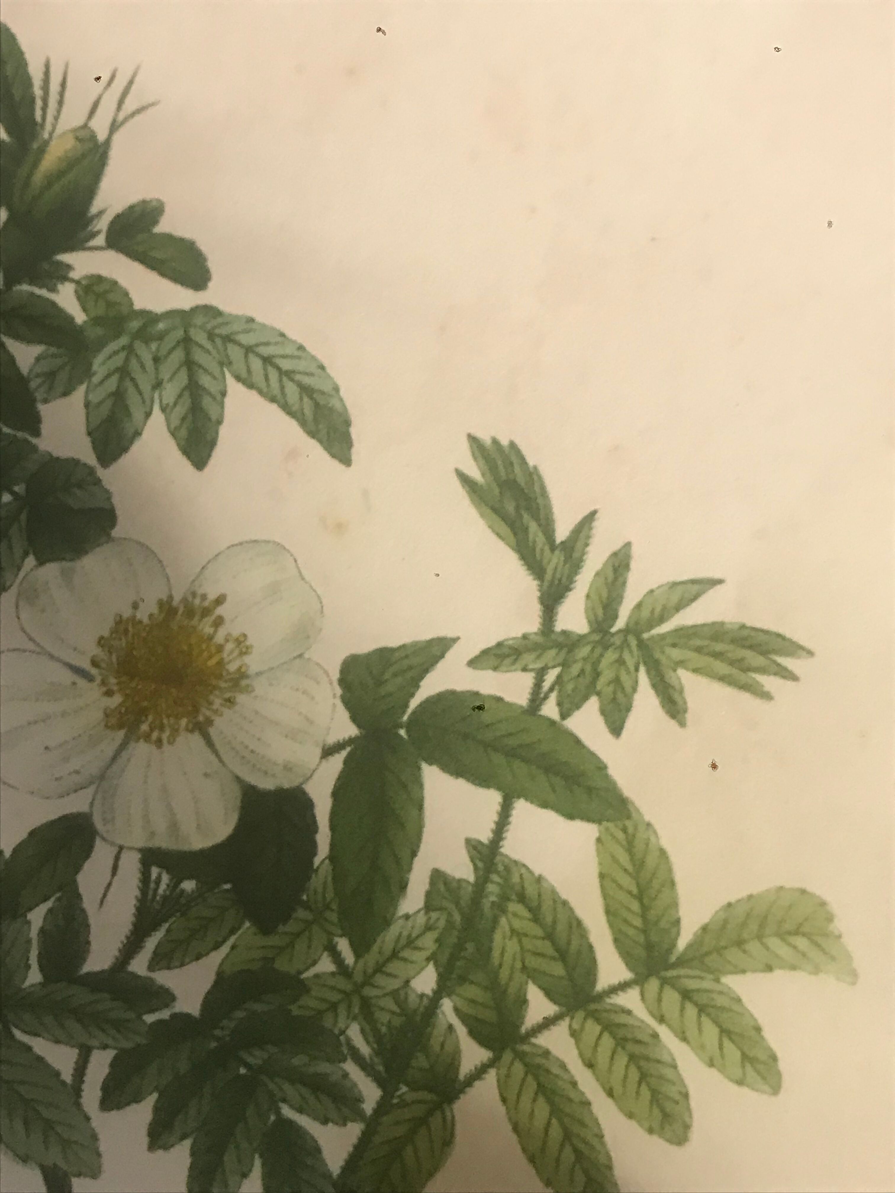 Botanical illustration