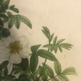 Botanical illustration