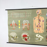Educational pull-down Jung Koch school map human anatomy chart