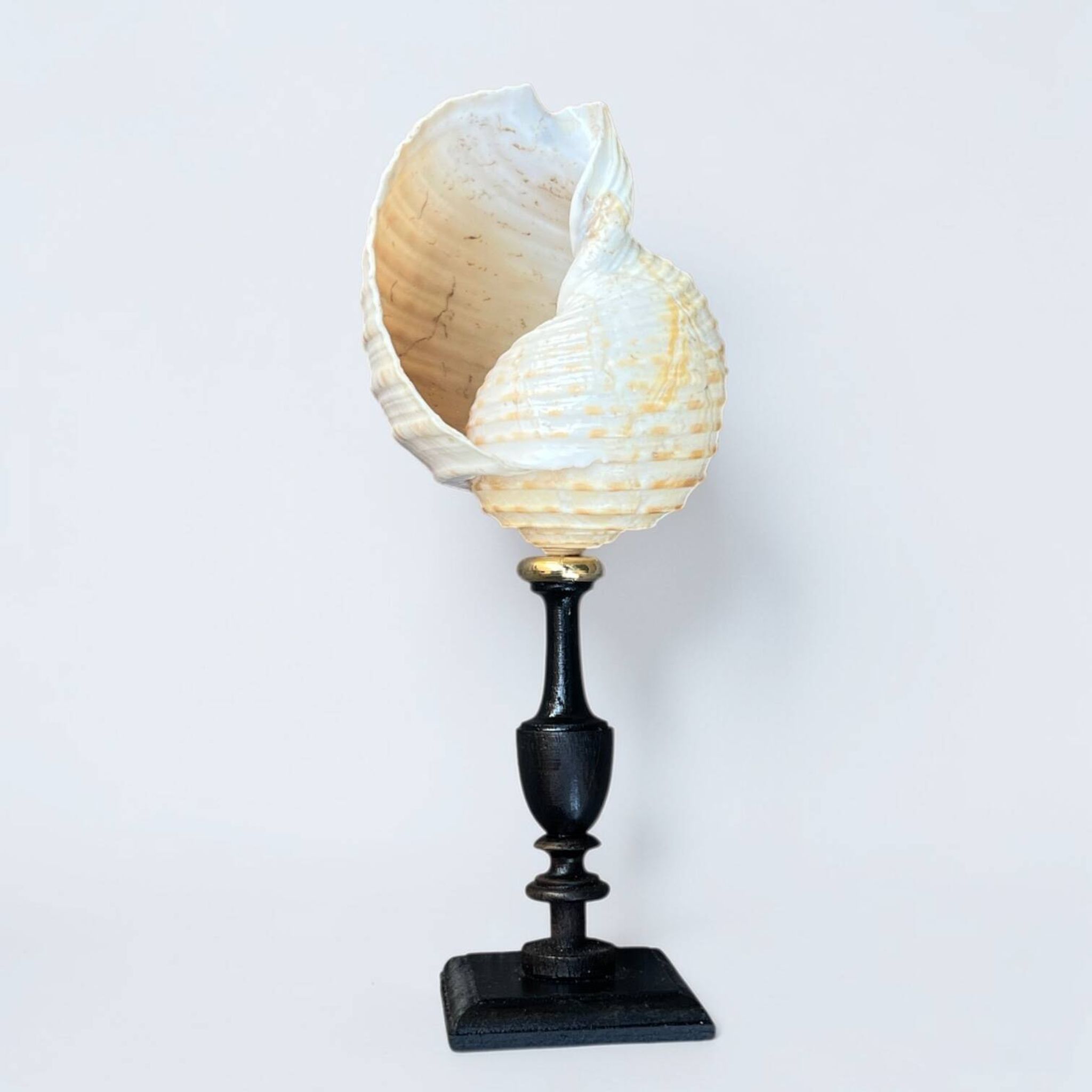 Tonna Galea shell on a turned wooden base, late 19th century curiosities.