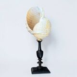 Tonna Galea shell on a turned wooden base, late 19th century curiosities.