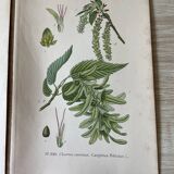 Three botanical plates XIXth century