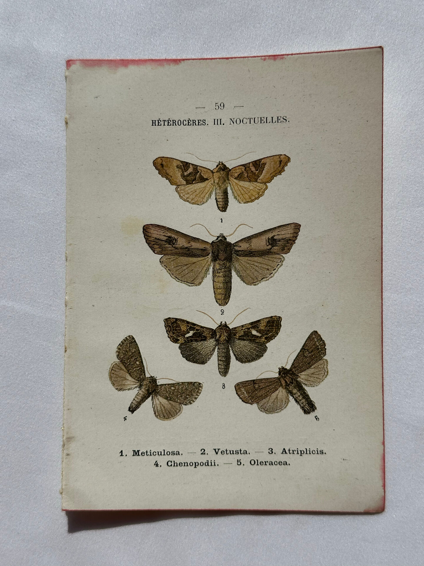 Botanical Plate 1800 Old naturalist engraving 19th century double-sided