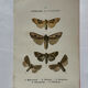 Botanical Plate 1800 Old naturalist engraving 19th century double-sided